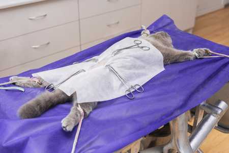 Сколько времени кошка отходит от наркоза после стерилизации