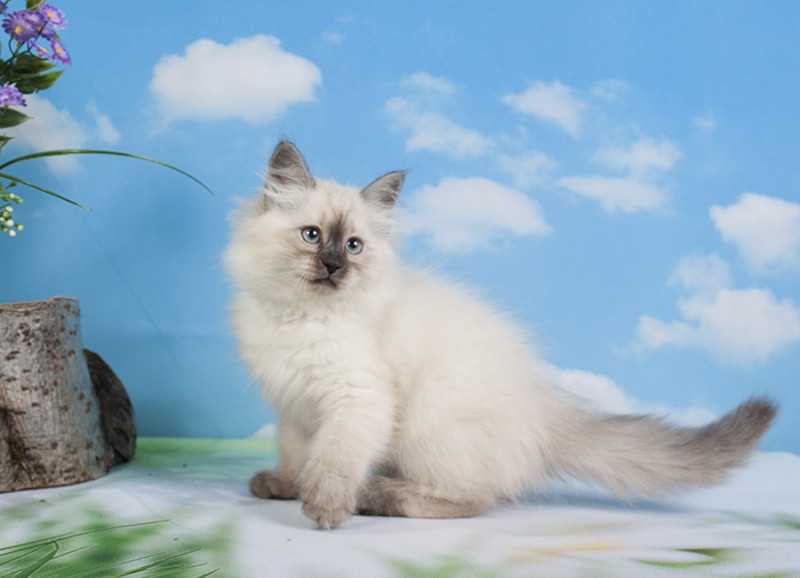 Страна чудес - питомник сибирских невских маскарадных кошек