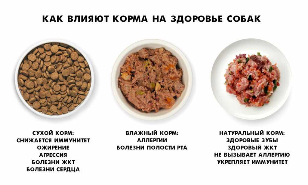 Чем лучше кормить собаку: плюсы и минусы кормления готовыми кормами, правила выбора сухого корма, примеры меню при кормлении натуральными продуктами