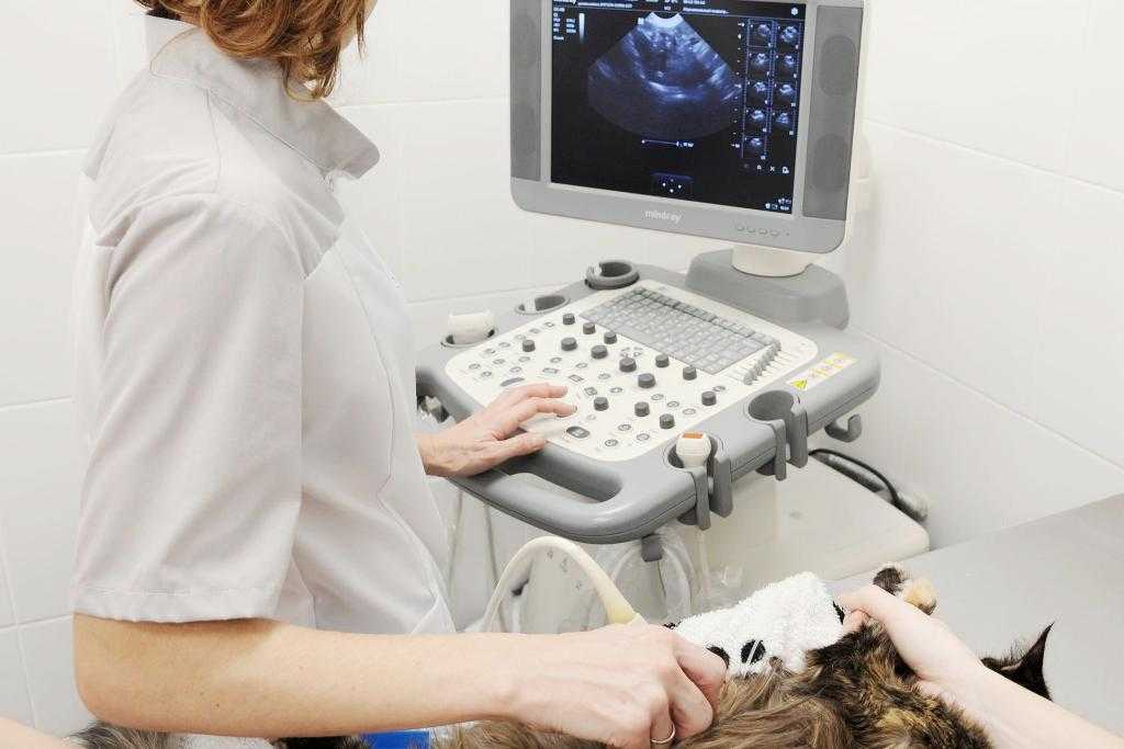 Лапароскопическая стерилизация кошек и собак -  стерилизация лапароскопическим методом в москве. ветеринарная клиника "зоостатус"