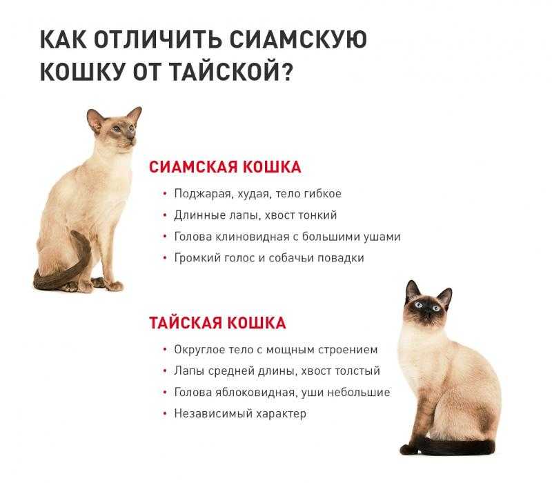 Популярные породы кошек: рейтинг gfa с описанием внешности и характера