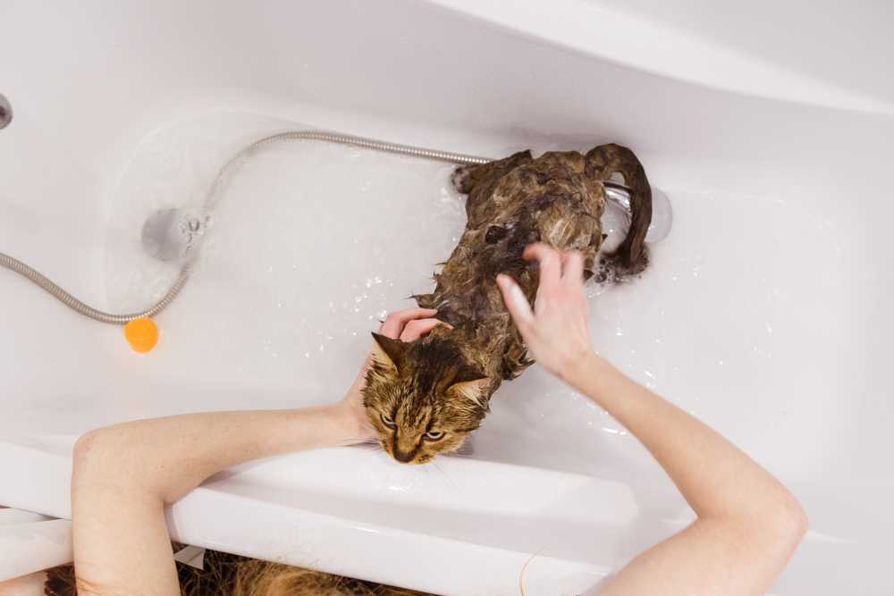 Правила и рекомендации, как купать кота