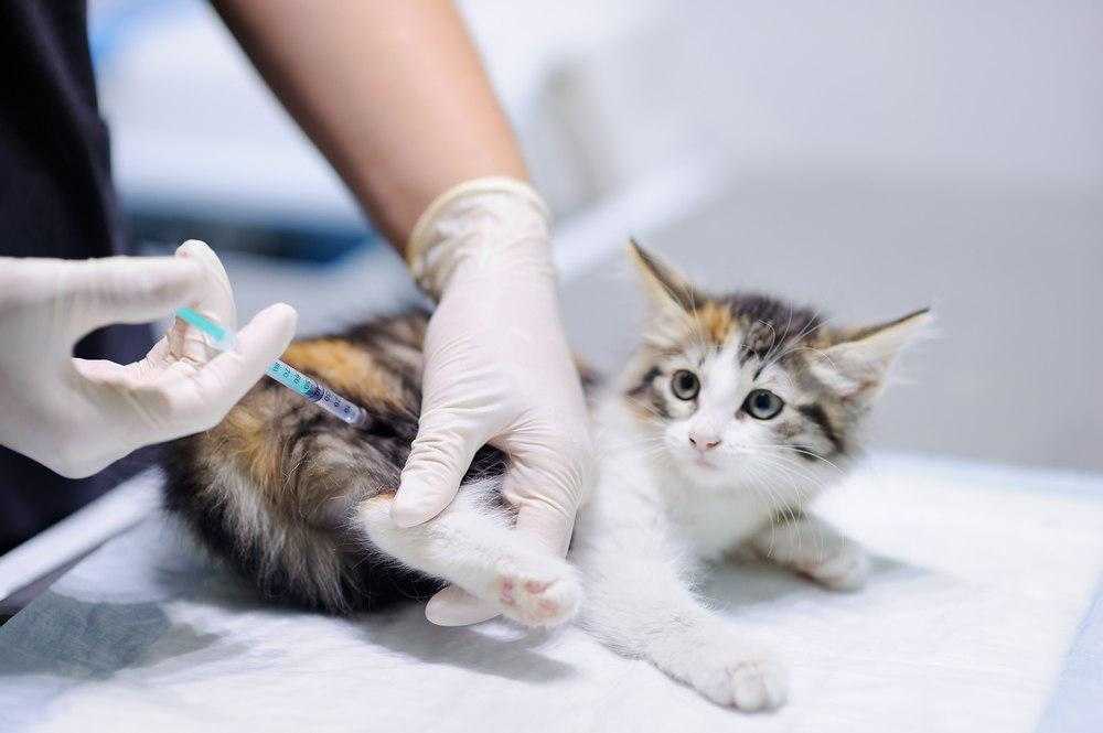 Какие бывают летальные инфекции кошек и их причиныветлечебница рос-вет