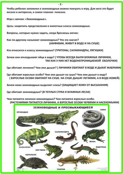 ᐉ как размножаются земноводные и пресмыкающиеся: рептилии в отличие от амфибий имеют - zoomanji.ru