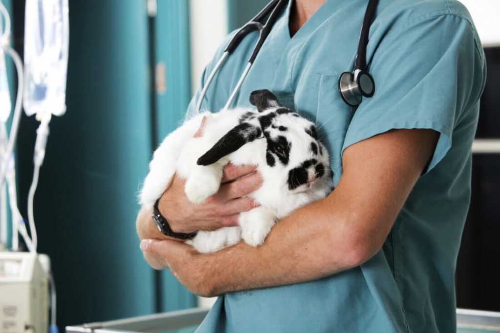 Прививки собакам и кошкам на дому - вакцинация животных по низким ценам дома в москве