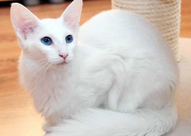 Порода кошки форин вайт: характеристики, фото, характер, правила ухода и содержания - petstory