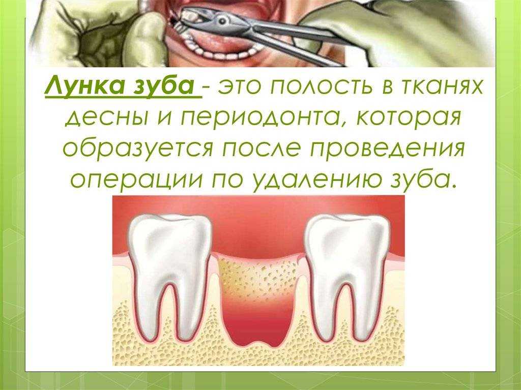 Зубы шиншиллы: почему животное стучит и скрипит зубами, что делать, если сломались зубы, причина желтизны зубов, решение проблем