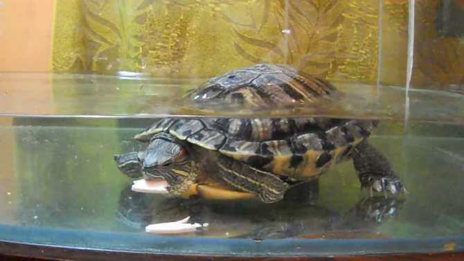 Болотная черепаха - черепахи. особенности пигментации панциря болотной черепахи
