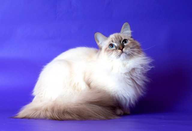 Невская маскарадная кошка ? фото, описание, характер, факты, плюсы, минусы кошки ✔