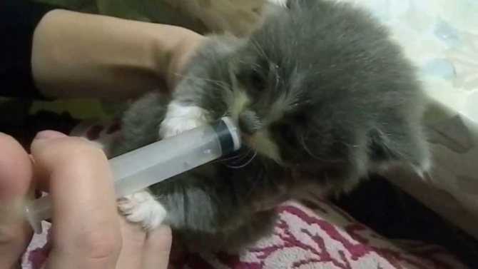 Кота кормим через шприц