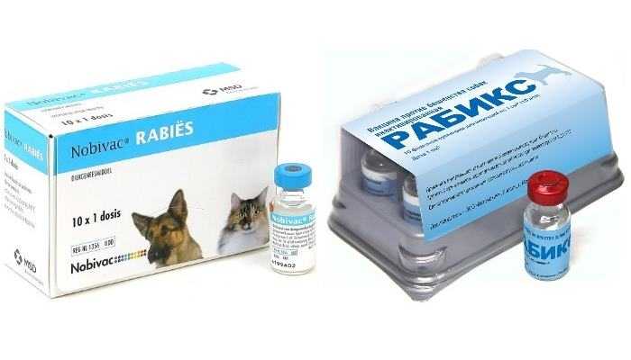 Вакцинация собак от бешенства: все особенности процедуры