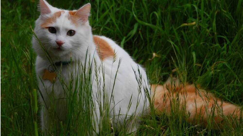 Турецкий ван: фото кошки, описание породы, характер и повадки, отзывы владельцев, выбор ванского котенка