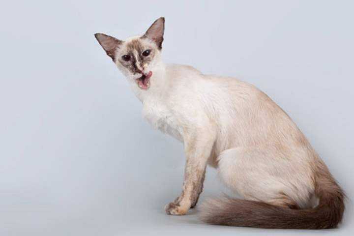 Яванез (яванская кошка) — описание породы кошек