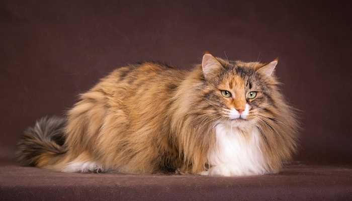 Норвежская лесная кошка (120 фото): описание породы, характер, внешний вид, особенности содержания в домашних условиях