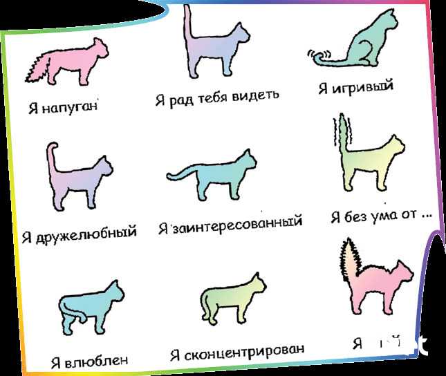 Переводчик с кошачьего языка на русский: как понять кота по звукам и жестам?