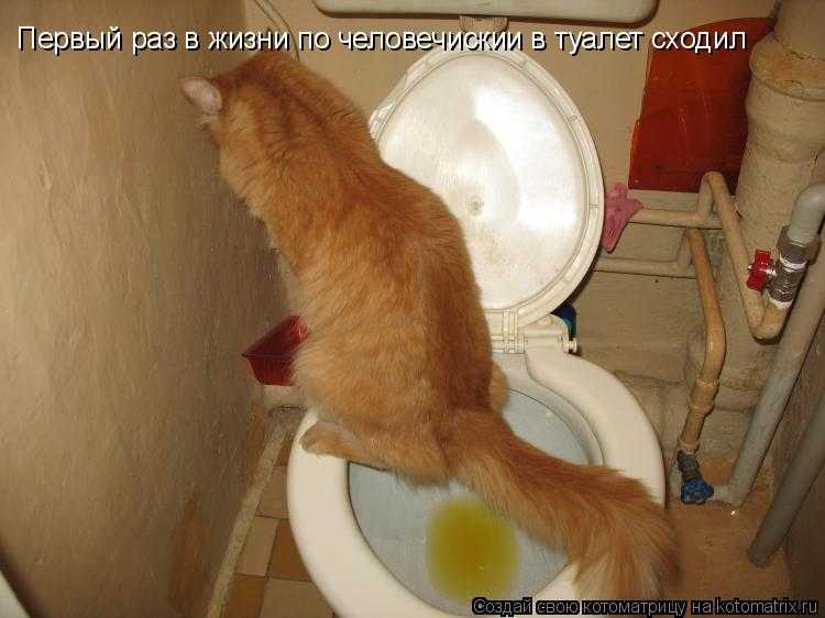 Сходить заставлять. Кот ходит на унитаз. Кот в туалете. Кот ходит в туалет по маленькому. Коты ходят в туалет.
