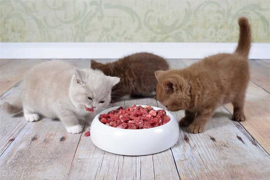 Как выбрать сухой корм для кошек и на что обращать внимание?