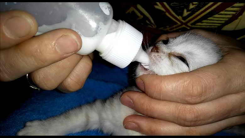 Чем кормить котенка через шприц
