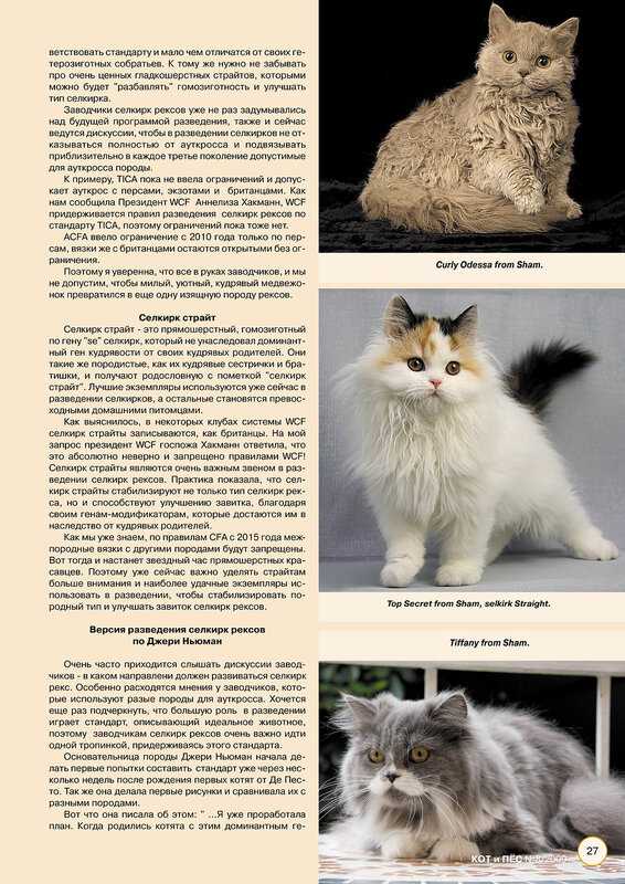 Шантильи-тиффани (25 фото): описание черных кошек, особенности породы. содержание котят и взрослых котов