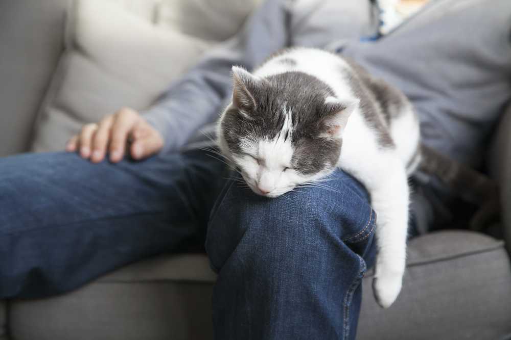 Почему кошки спят в ногах у хозяина? что это значит для человека? что делать, если кот постоянно ложится возле хозяйки ночью?