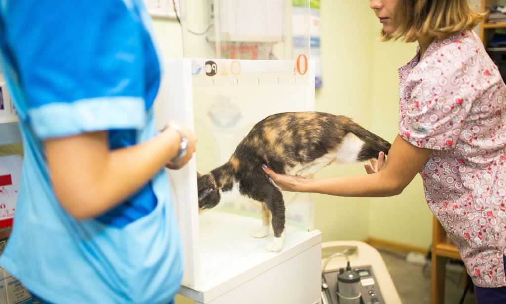 Кошки-инвалиды: как ухаживать? | блог ветклиники "беланта"