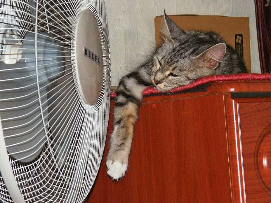 Жарко ли кошкам летом и как они переносят жару | hill's pet