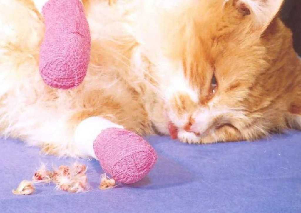 Удаление когтей у кошек - последствия онихэктомии. ветеринарная клиника "зоостатус"