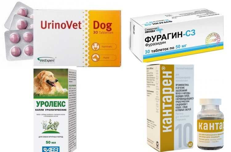 Можно собаке почки. Лекарства для собак при мочекаменной болезни. Препараты для собак при мкб. Таблетки при мкб для собак. Таблетки при мкб для котов.