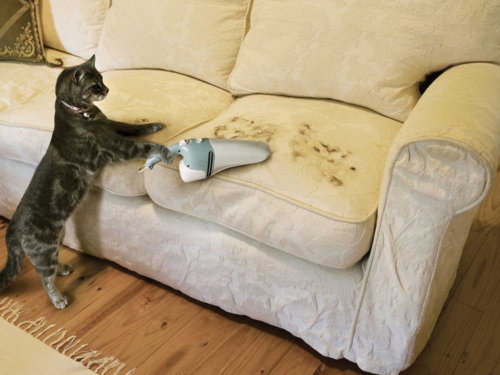 Почему кошка катается по полу