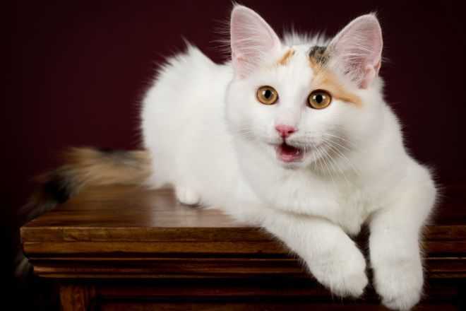 Турецкий ван – описание породы, характер ванской кошки и нюансы ухода