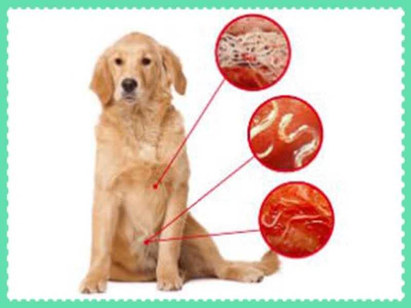 Глисты у собак - симптомы, лечение и профилактика. дегельминтизация собак | нпк "скифф"