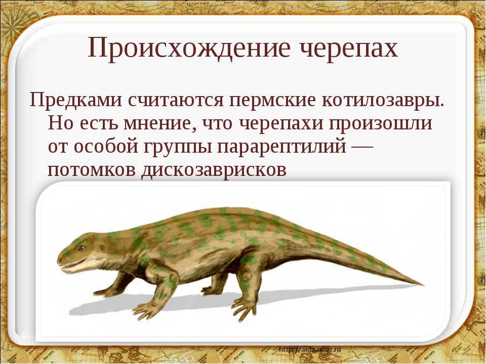 Древним пресмыкающимся является. Котилозавры. Предки пресмыкающихся. Котилозавры предки. Предки рептилий.