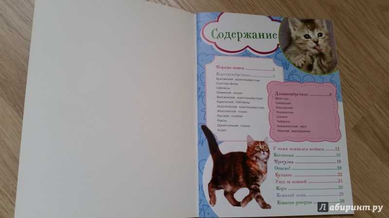 Правильное воспитание кошки: советы и рекомендации экспертов