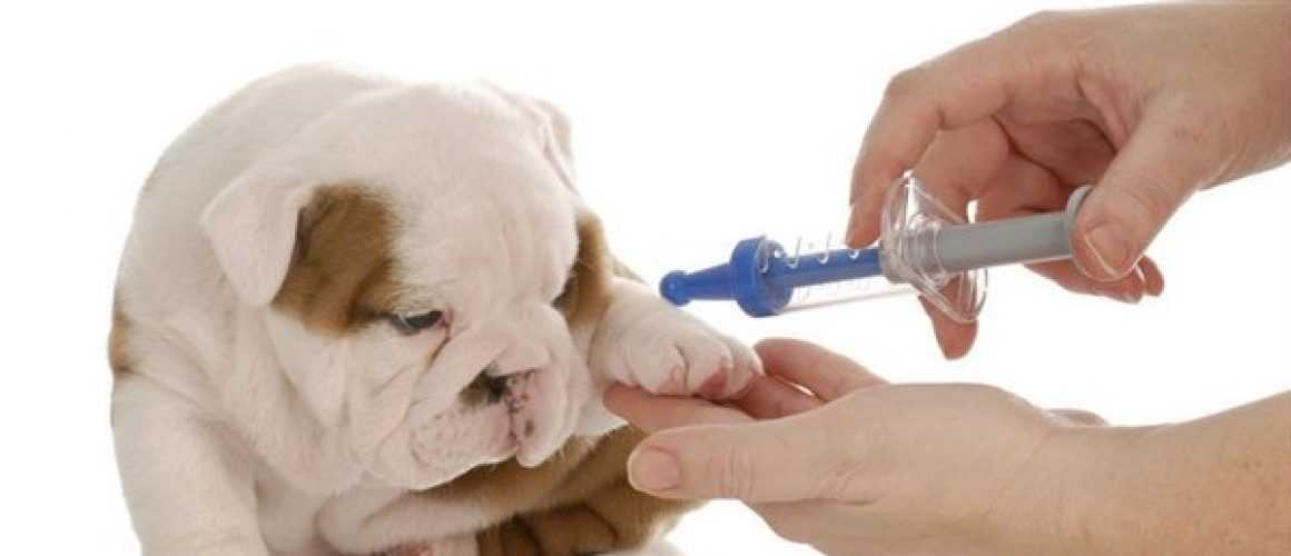 Комплексные прививки кошкам, цены на вакцинацию от бешенства или чумки