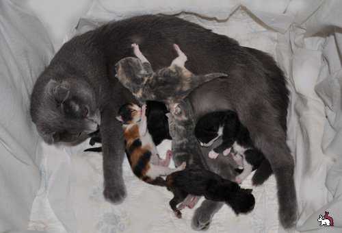 Сколько котят рожает кошка в первый раз, особенности первых родов у британских и шотландских пород, что влияет на количество потомства