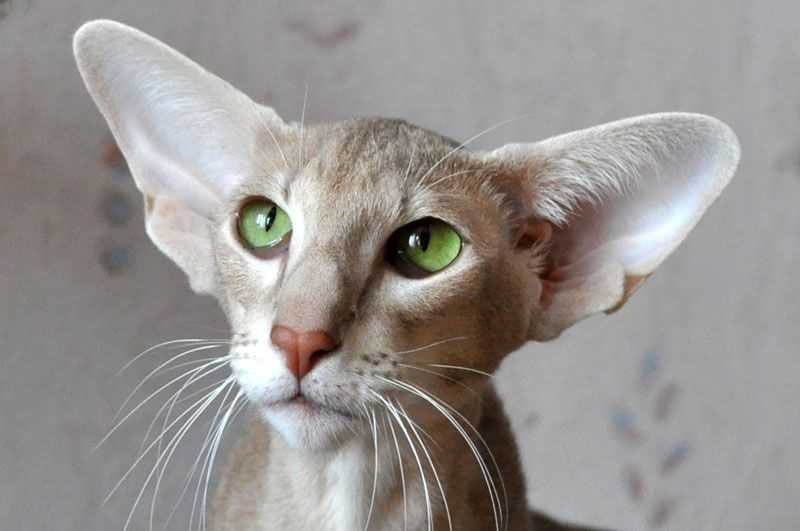 Кошки с большими ушами и треугольной или вытянутой мордой: список пород с фото, описание характера, ориентировочная цена котенка