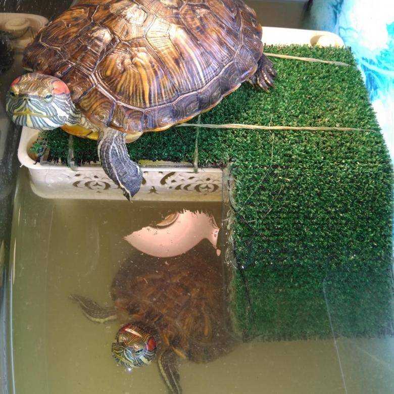 Черепаха уход кормление. Красноухая черепаха в домашних. Красноухая черепаха домашняя. Черепаха домашняя красноухая водная. Водные черепахи маленькие.