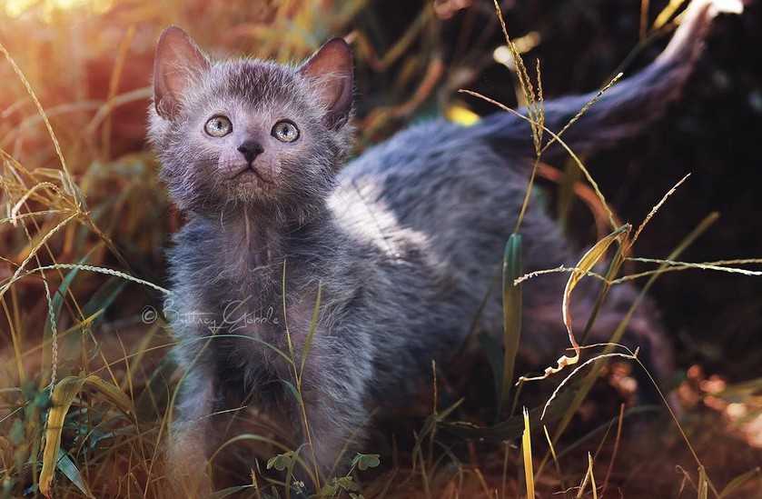 ᐉ порода кошки ликой описание и происхождение породы - zoomanji.ru