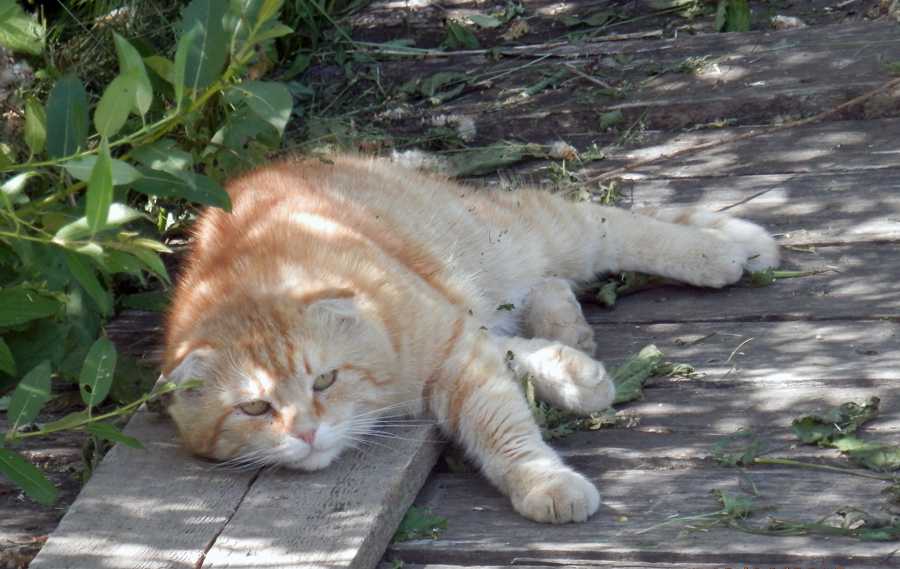 Кот перегрелся: солнечный и тепловой удар у кошек