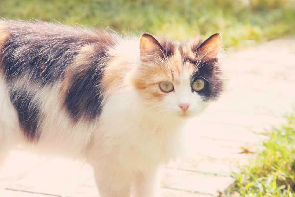 Бывают ли трехцветные коты, или только кошки