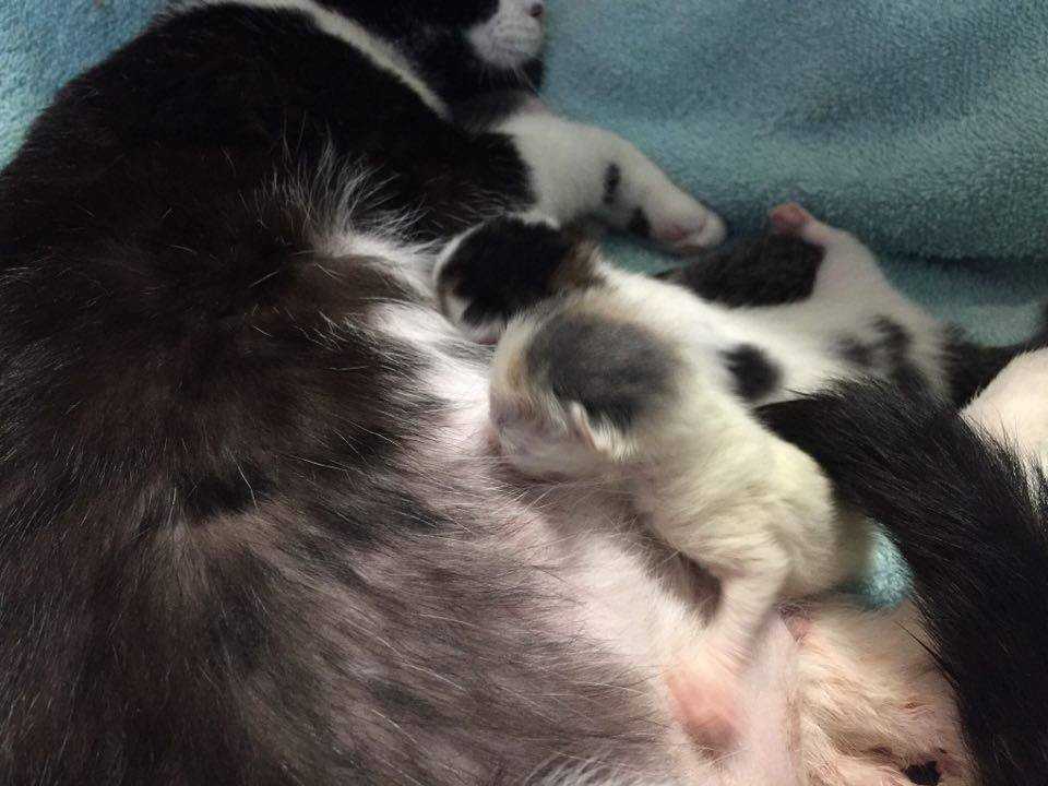 Сонник кормила кошку. Кормление беременной кошки.