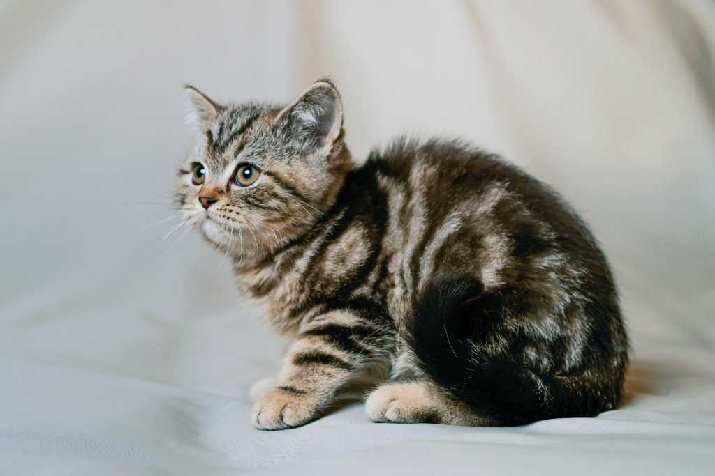 Окрасы британских кошек: таблица с фото