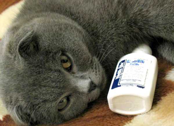 Пародонтоз (периодонтит) у кошек