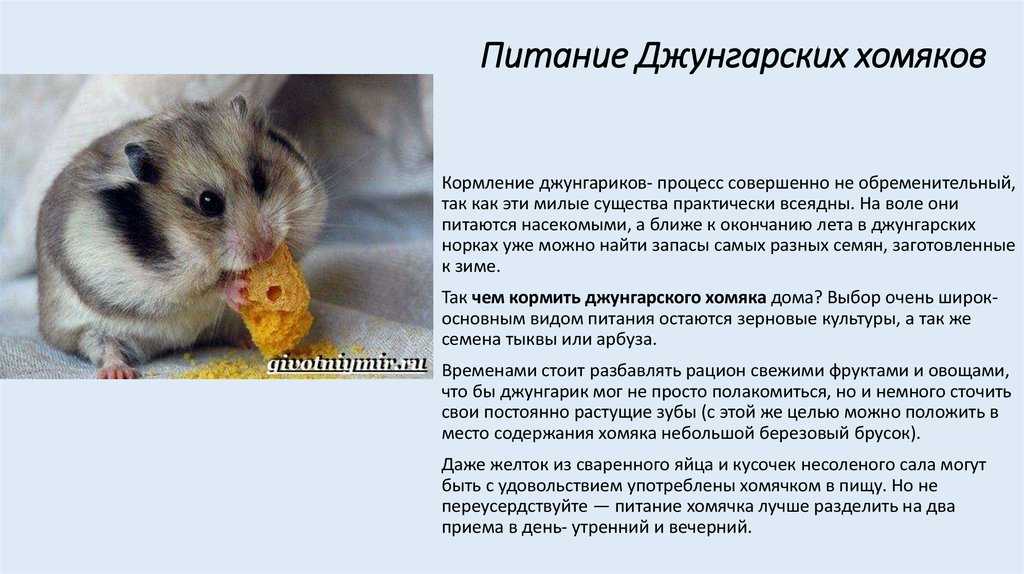 ᐉ сколько лет живут джунгарские хомяки в домашних условиях и что влияет на продолжительность их жизни - zoopalitra-spb.ru