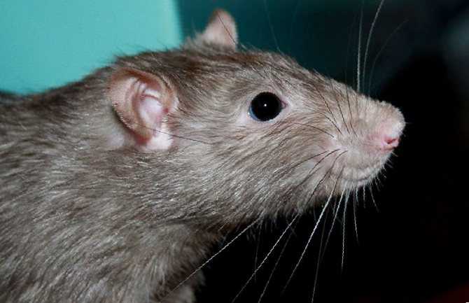 Язык тела крыс: почему грызуны прыгают, скрипят, грызут клетку, стучат зубами