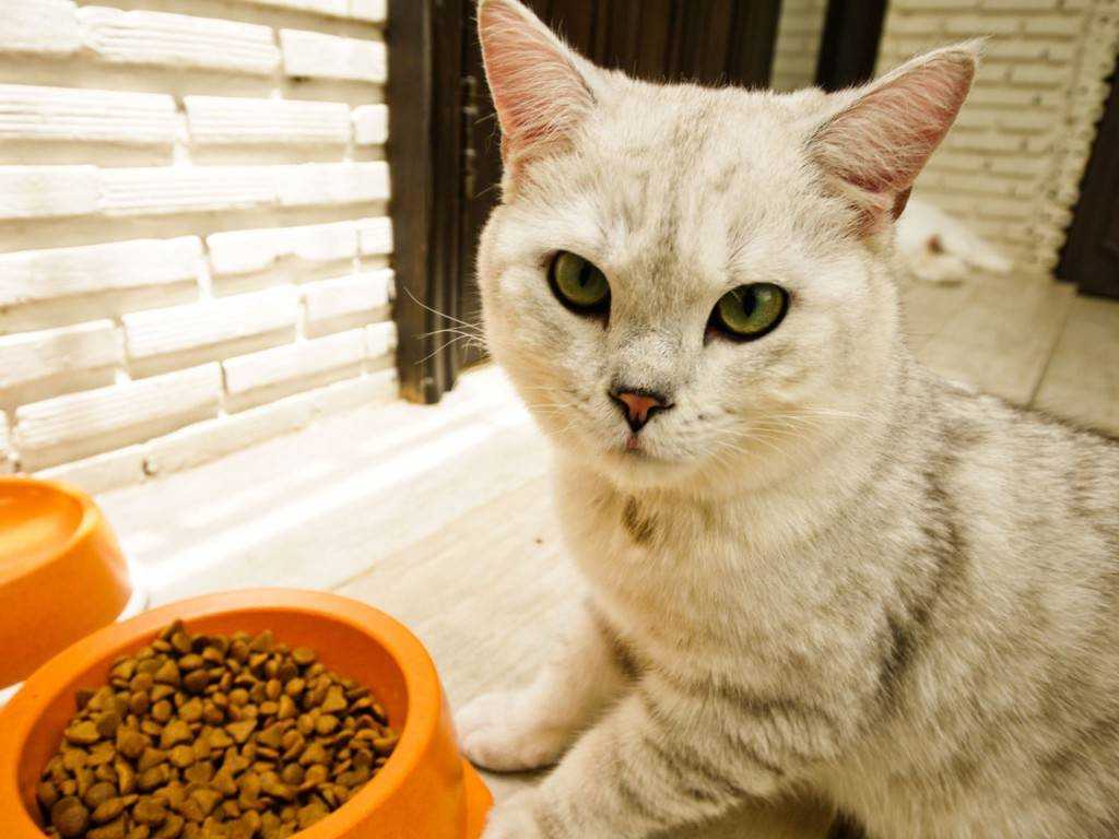 Как приучить взрослую кошку есть сухой корм?