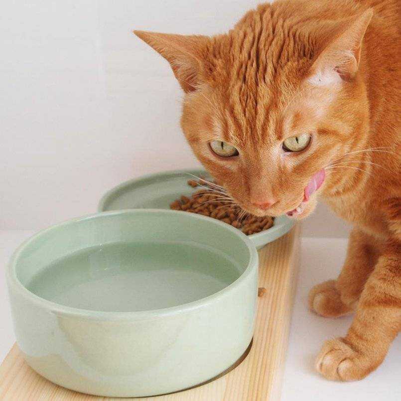 Почему кошки боятся воды? как помыть кошку, если она не любит воду?