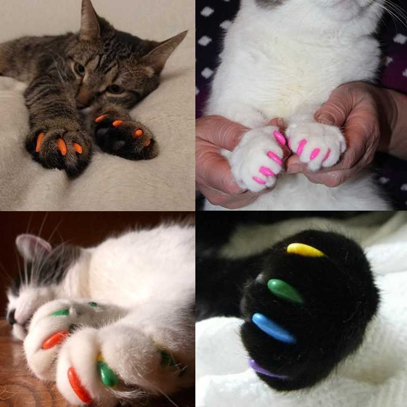 Антицарапки для кошек (мягкие накладки на когти): как выбрать, надеть