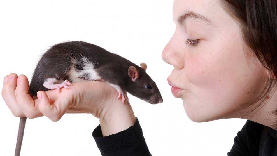 ᐉ домашняя крыса издает странные звуки, что они означают - zoopalitra-spb.ru