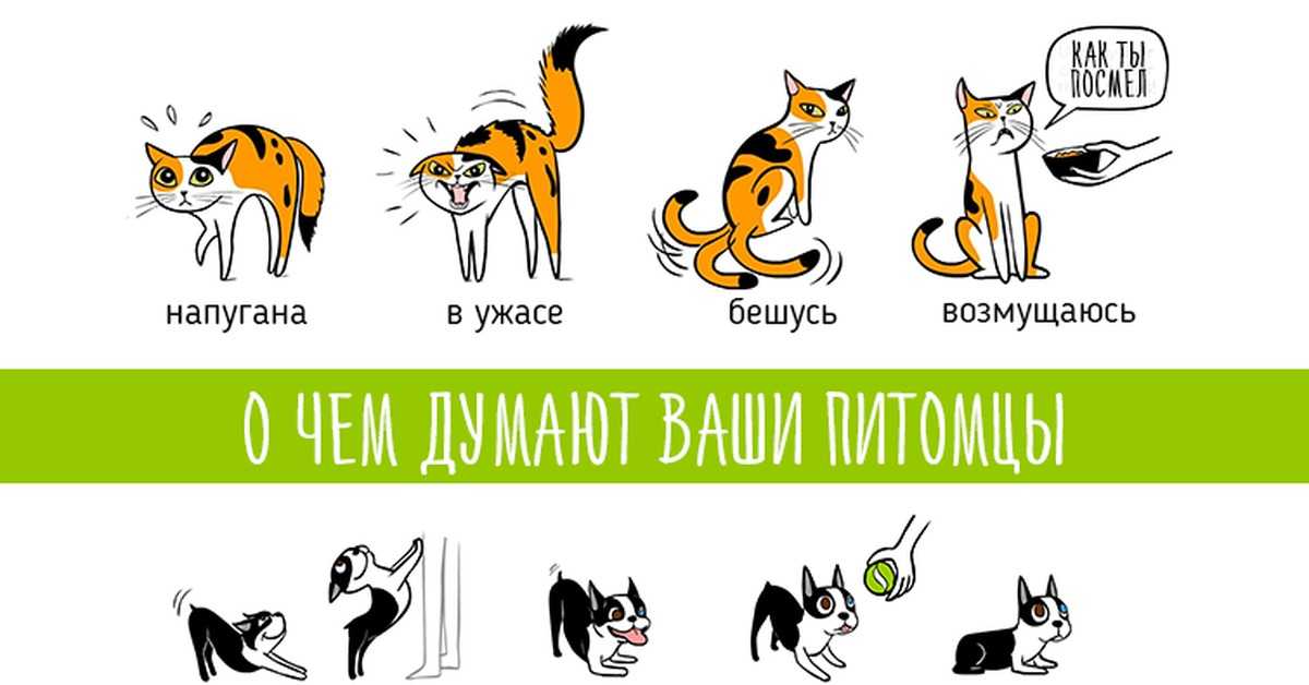 Как договориться со своей кошкой: учимся понимать жесты и язык мурлык